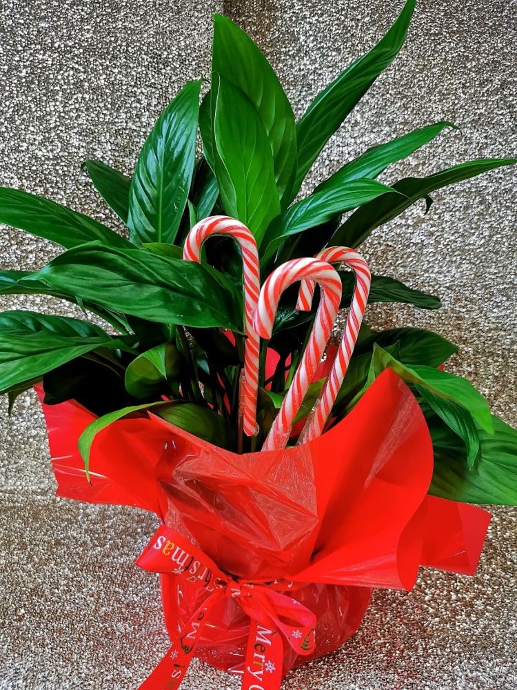 Peace Lily Plant