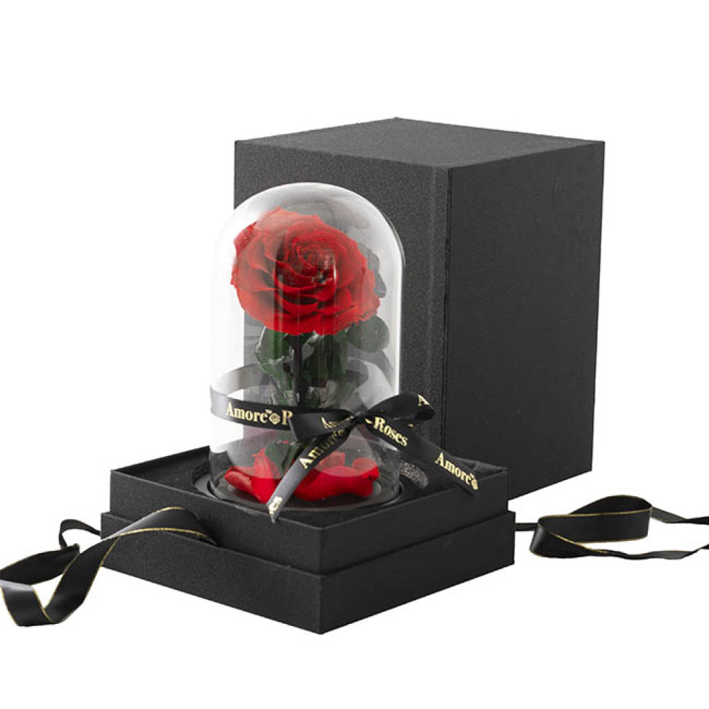 Amore Rose